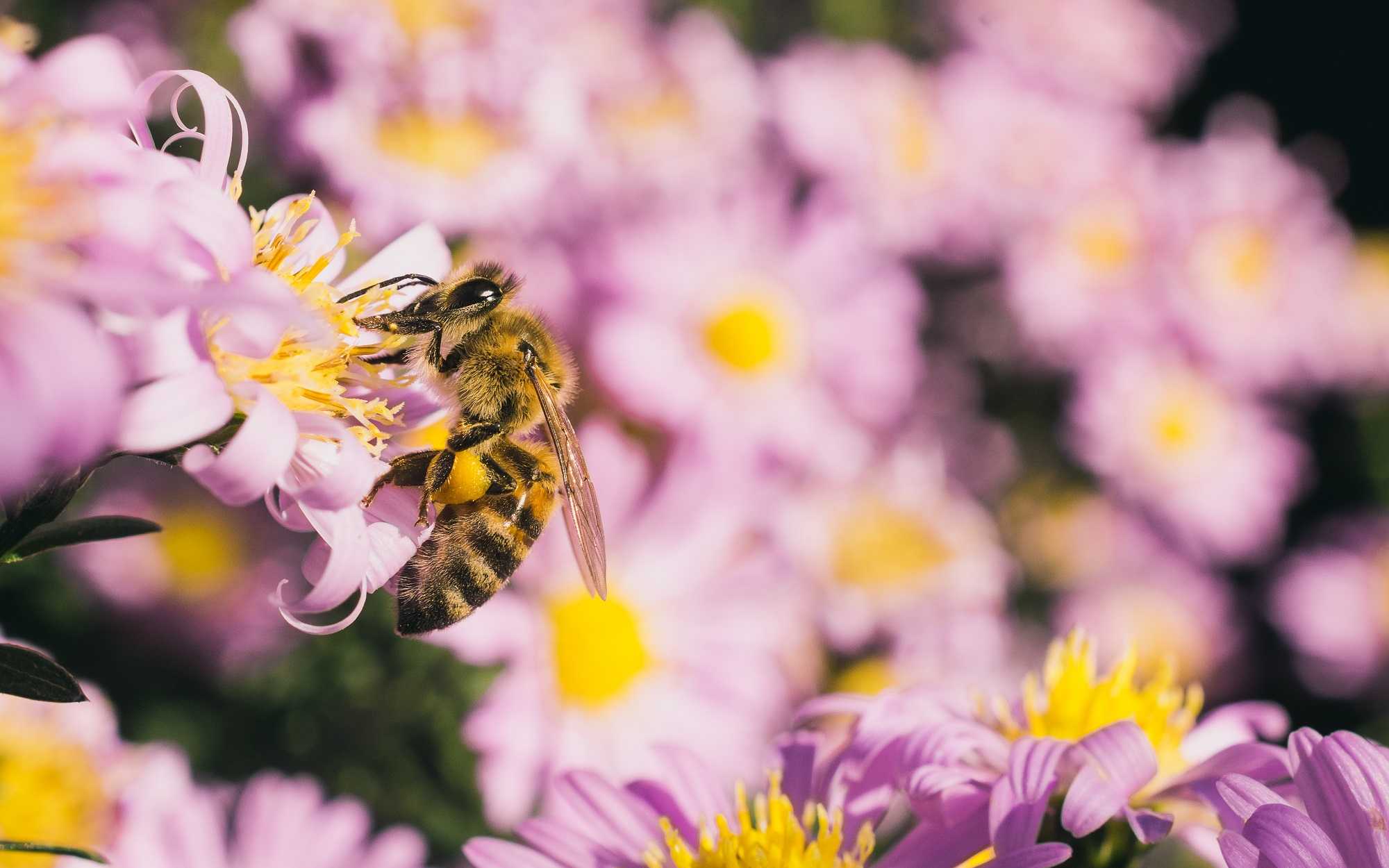 Záběr na včelu sající nektar z květiny