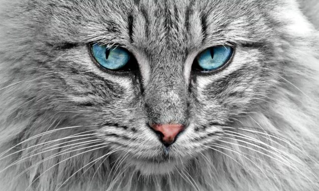 Alergie na&nbsp;kočku v&nbsp;reálné praxi: jak pacienti hodnotí sublingvální imunoterapii?