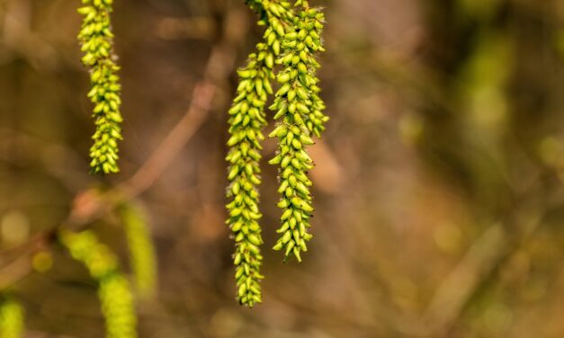 Sublingvální imunoterapie se&nbsp;směsí tří stromů: dlouhodobé přínosy potvrzené v&nbsp;reálné klinické praxi